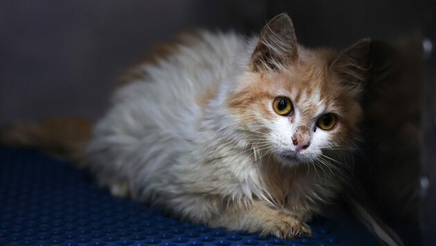 Auf der Mittelmeerinsel Zypern sind im letzten halben Jahr bereits Hunderttausende Katzen verendet. (Bild: AFP)