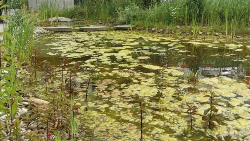 Takeda-Wildnis: einer von mittlerweile zwei Teichen. (Bild: Barbara Kneidinger)