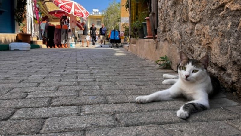 Auf Zypern gehören Katzen zum Straßenbild, es gibt fast genauso viele Katzen wie Einwohner auf der Mittelmeerinsel. (Bild: AFP)