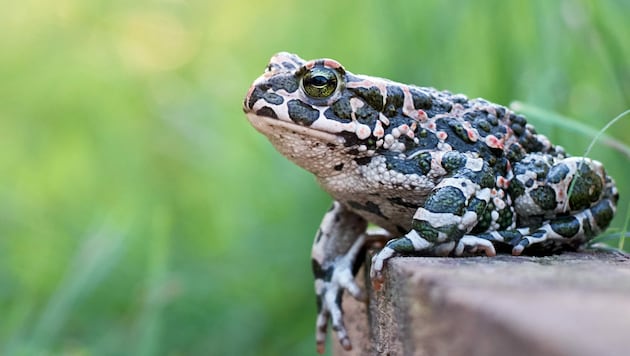 Bedrohte Tierart: Die Wechselkröte konnte wieder angesiedelt werden. (Bild: stock.adobe.com/Kulbabka)