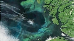 Eine Aufnahme der US-Raumfahrtorganisation NASA zeigt die Grünfärbung entlang der kanadischen Küste. Grund dieser Entwicklung: vermehrte Bildung von Plankton. (Bild: NASA)
