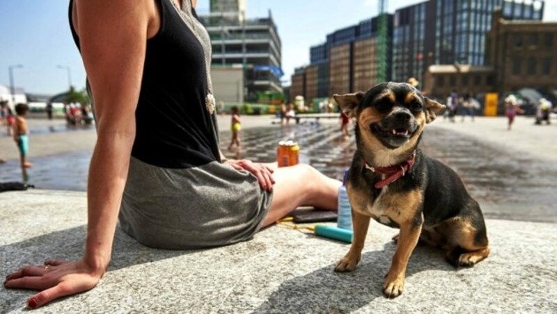 Uns steht ein heißes Wochenende bevor. Vielerorts steigen die Temperaturen auf über 40 Grad - für Mensch, Tier und Natur eine anstrengende Situation. Selbst in London stöhnen Menschen unter der Hitze. (Bild: AFP PHOTO / NIKLAS HALLE‘N NIKLAS HALLE‘N / AFP)