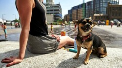 Den Menschen in Europa steht ein heißes Wochenende bevor. Vielerorts steigen die Temperaturen auf über 40 Grad - für Mensch, Tier und Natur eine anstrengende Situation. (Bild: AFP PHOTO / NIKLAS HALLE‘N NIKLAS HALLE‘N / AFP)