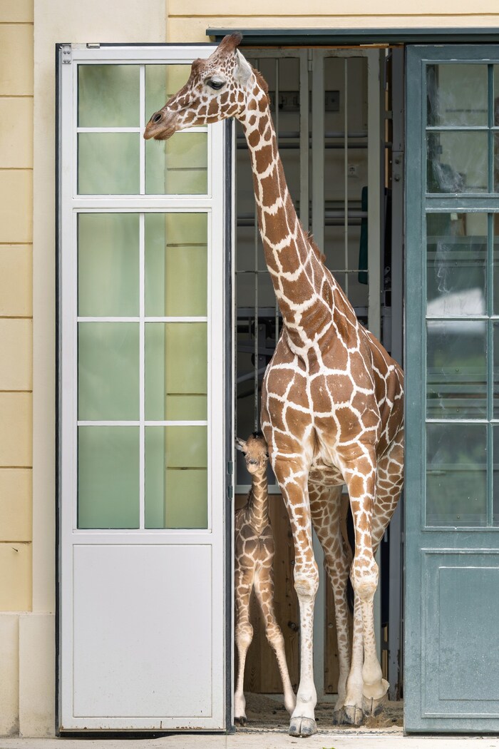Etwa 15 Monate betrug die Tragzeit der Giraffenkuh, am Mittwoch kam das Kalb schließlich zur ...