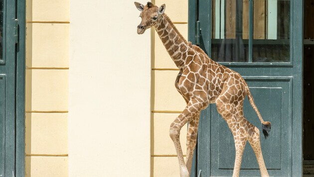 Der Tiergarten trauert um das verstorbene Baby. (Bild: Daniel Zupanc)