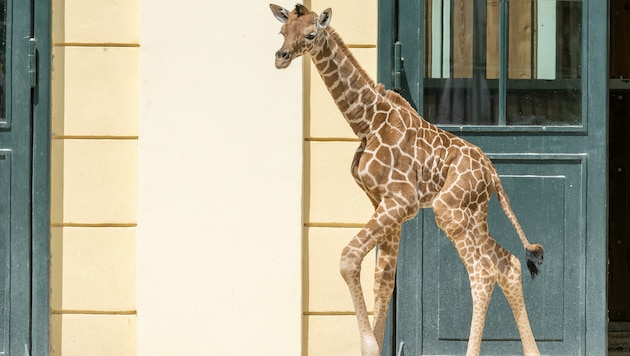 Der Tiergarten trauert um das verstorbene Baby. (Bild: Daniel Zupanc)