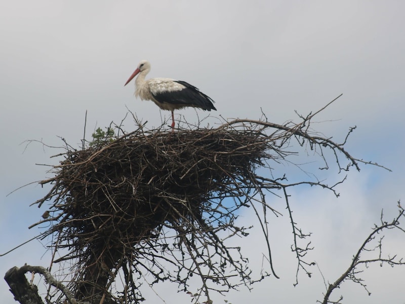 Die Bewohner der Siedlung freuen sich. (Bild: Claudia Fischer)