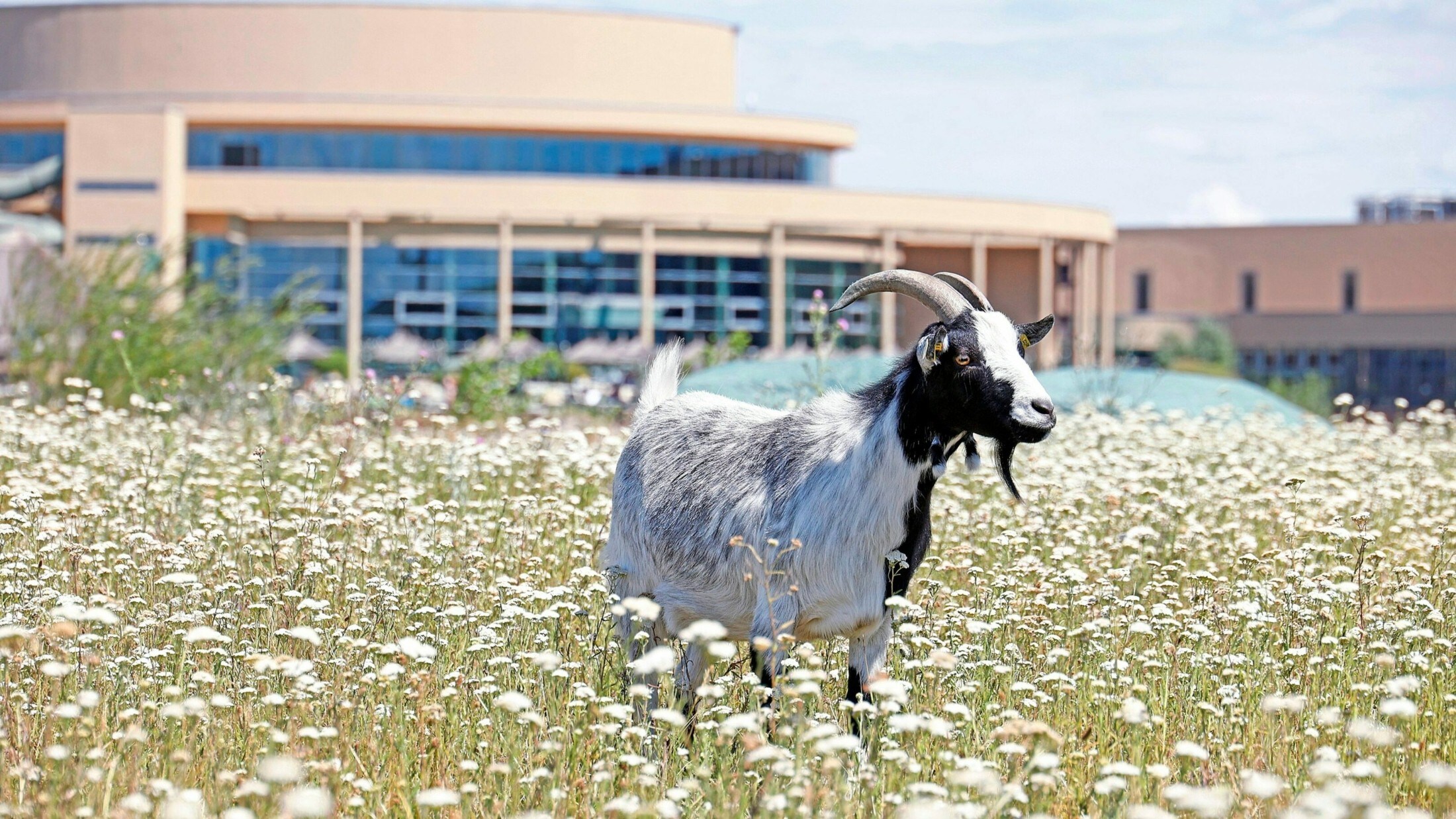 St. Martins ist ein zertifizierter landwirtschaftlicher Betrieb für tiergestützte Intervention.