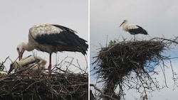 Der kleine Storch ist erst zwei Wochen alt. Er kam sehr spät auf die Welt. (Bild: Claudia Fischer)