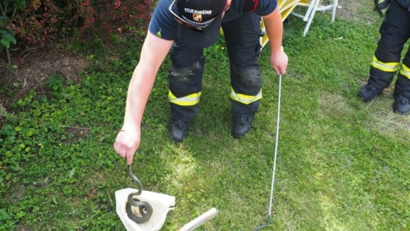 Schlange im Garten in Biedermannsdorf (Bild: FF Biedermannsdorf)