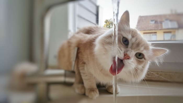 Viele Katzen mögen kein stehendes Wasser, sondern bevorzugen fließendes frisches Wasser.