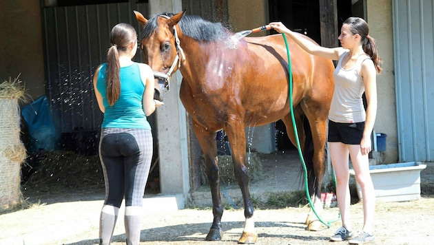 Pferde schwitzen viel mehr als Menschen, weil sie einen höheren Muskelanteil haben. (Bild: KRONEN ZEITUNG)