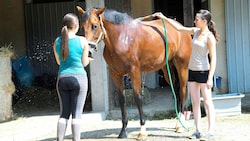 Pferde schwitzen viel mehr als Menschen, weil sie einen höheren Muskelanteil haben. (Bild: KRONEN ZEITUNG)