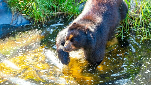 Herrliche Abkühlung für diesen Bären in der Tierwelt Herberstein (Bild: Harry Schiffer Photodesign)