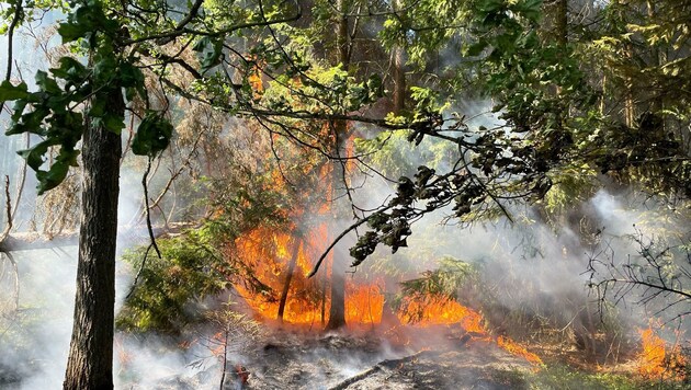 Ein rund 500 Quadratmeter großes Waldstück stand in Flammen. 60 Kameraden waren sechs Stunden im Einsatz. (Bild: BFKDO GMÜND)