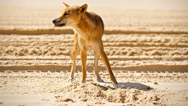 Dingos, verwilderte Haushunde, leben vor allem in Australien. (Symbolbild) (Bild: stock.adobe.com)