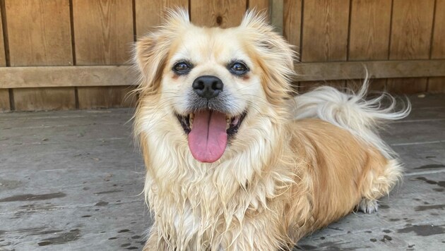 Pekingese Aron (Bild: Tierschutzheim Vorarlberg)