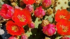 Blühende Kakteen kann man jetzt schon im Wüstengarten neben der Mexico Puszta in Neusiedl ...