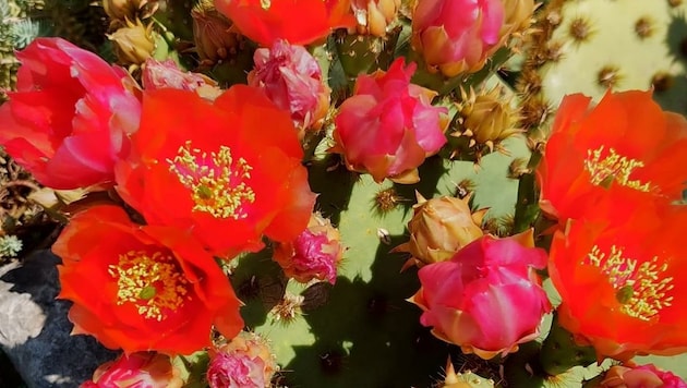 Blühende Kakteen kann man jetzt schon im Wüstengarten neben der Mexico Puszta in Neusiedl bewundern. (Bild: Wolf Stockinger)