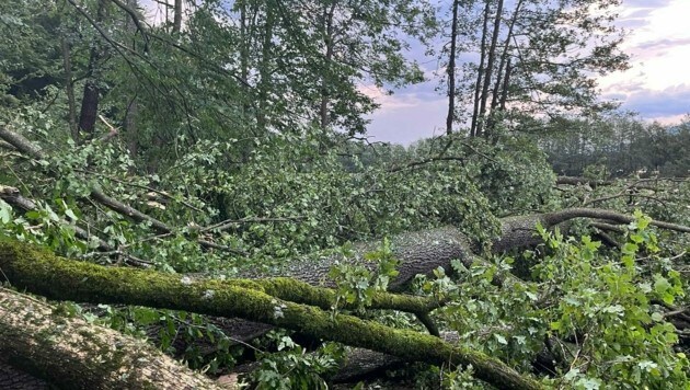 Zahlreiche Bäume verlegten in Eberndorf Straßen und Wege. (Bild: FF Grafenstein)