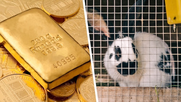 Das ungewöhnliche Goldversteck in einem Hasenstall in der Steiermark wurde ausgeraubt. (Bild: stock.adobe.com, Krone KREATIV)
