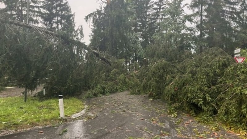 Auch am Gerlosberg waren zahlreiche Straßen von umgestürzten Bäumen blockiert. (Bild: Claudia Steiner)