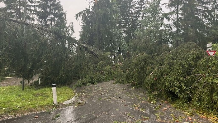 Auch am Gerlosberg waren zahlreiche Straßen von umgestürzten Bäumen blockiert.