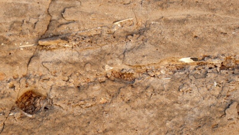 Die Fossilien wurden in China gefunden. (Bild: APA/AFP/)