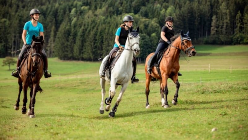 Auf den zertifizierten Reiterhöfen von Urlaub am Bauernhof findest du dein Pferd zum Liebhaben und Reiten. Oder du bringst einfach dein eigenes Pferd mit in den Urlaub - die komplette Reiterausrüstung und geschulte Bauersleute hast du am Reiterhof inklusive. (Bild: Andreas Hofer)