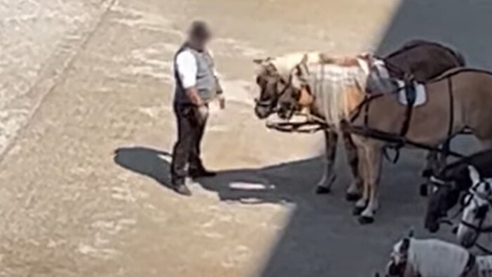 Das Video des Fiakerfahrers sorgt im Internet für Bestürzung.