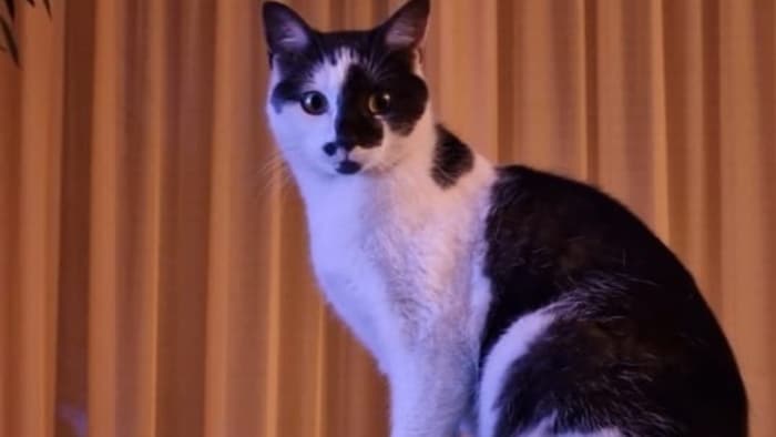 Katze seit Mai verschollen.