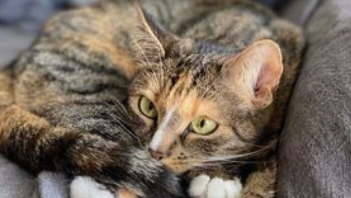 Das niedliche Kätzchen „Lucy“.