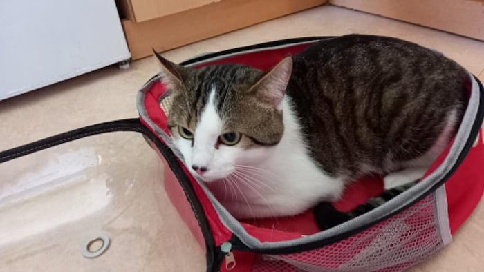 Süßer Kater aufgegriffen.