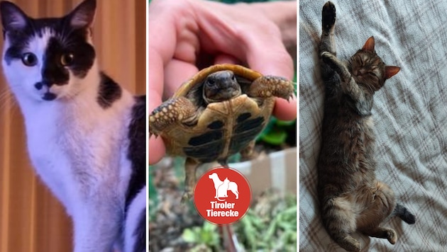 Katzen und Schildkröte vermisst. (Bild: Andrea Bucher, TSV Tirol)