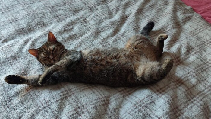 „Minka“ wird vermisst.