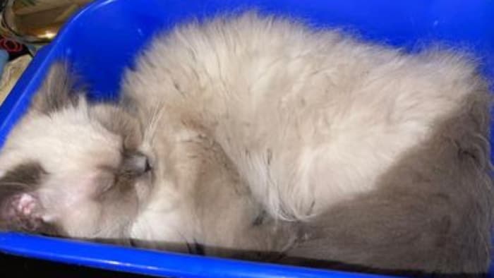 Wo hält sich „Simba“ auf?