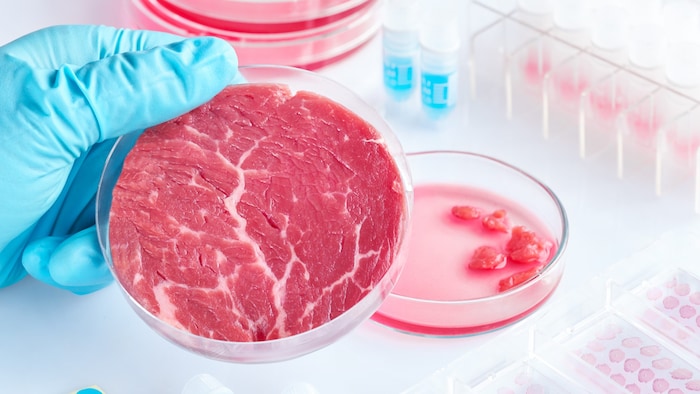 According to the survey, 66% think that "cultured meat" should also be produced in Austria when ...