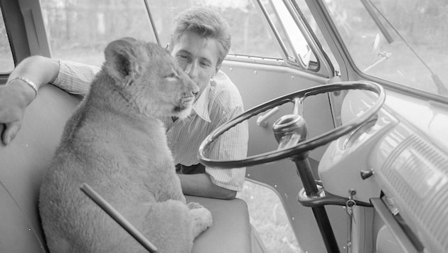 Der Bäckermeister Hans Holztrattner mit seiner Löwin „Sugar“ - ein Bild aus dem Fotoarchiv des Stadtarchivs Salzburg (Bild: Stadtarchiv Salzburg, Fotoarchiv JOBA)