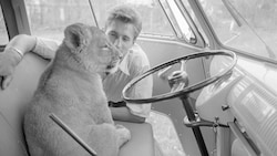 Der Bäckermeister Hans Holztrattner mit seiner Löwin „Sugar“ - ein Bild aus dem Fotoarchiv des Stadtarchivs Salzburg (Bild: Stadtarchiv Salzburg, Fotoarchiv JOBA)