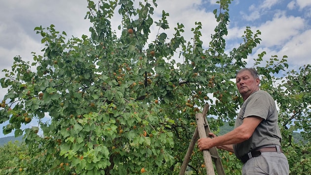 Obstbauer Karl Glück pflückt täglich Steigen voller Marillen - doch wegen schlechter Ernteprognose bleiben Kunden aus. (Bild: Karl Glück)