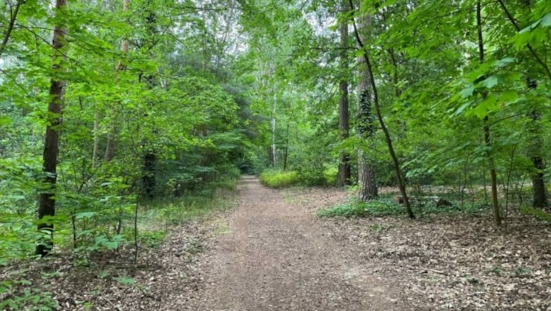 Die Wälder von Kleinmachnow, im Süden von Berlin, waren in den letzten zwei Tagen nahezu menschenleer. Nur Einsatzkräfte der Polizei streiften durch das Dickicht. (Bild: Christoph Engelmaier)