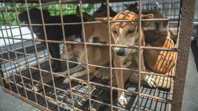 Diese Hunde in Tomohon haben Glück - sie konnten vor dem Schlachter noch rechtzeitig gerettet werden. (Bild: AP Photo/Mohammad Taufan)