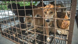Diese Hunde in Tomohon haben Glück - sie konnten vor dem Schlachter noch rechtzeitig gerettet werden. (Bild: AP Photo/Mohammad Taufan)
