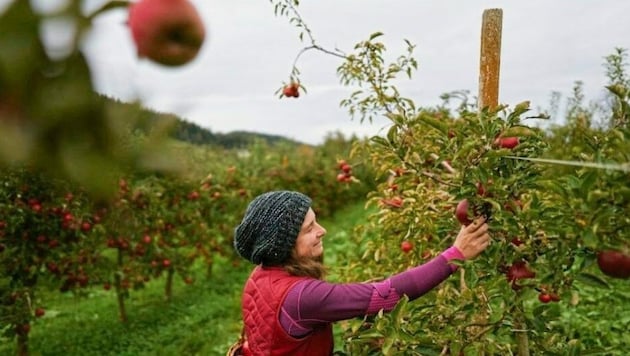 800 Tonnen Obst für die Märkte: Das liefert Kärnten normalerweise jährlich, heuer jedoch nicht. Die größte Anbaufläche gibt’s für Erdbeeren mit 60 Hektar, Apfelplantagen: 30 Hektar. (Bild: Martina Lippitz)