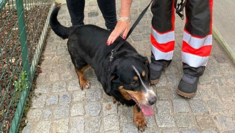 Einer der geretteten Hunde (Bild: Arche Noah - Aktiver Tierschutz Austria )