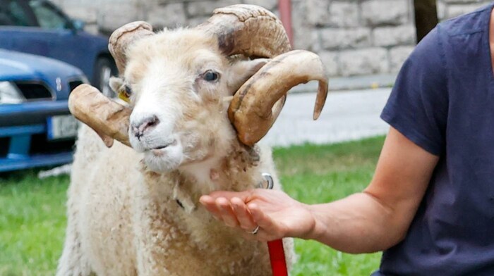 Nicht jedes Tier ist für die Bühne geboren. Flocki und die anderen beiden Tiere schon.