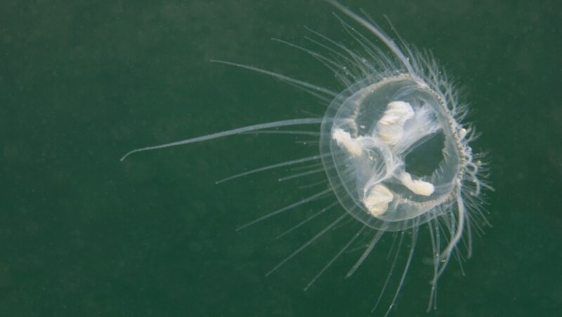 Die Süßwasserqualle (Craspedacusta sowerbii) wird ab 25 Grad aktiv. (Bild: Rostislav - stock.adobe.com)