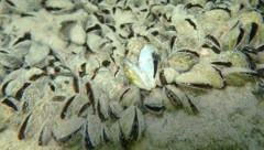 Die Quagga-Muscheln besiedeln mittlerweile schon die tiefsten Stellen des Bodensees. (Bild: APA/H. BLATTERER)