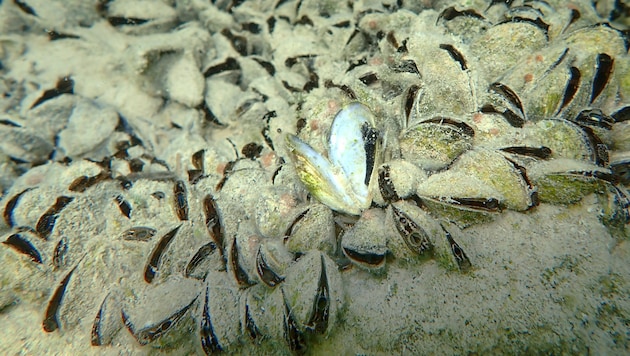 Die Quagga-Muscheln besiedeln mittlerweile schon die tiefsten Stellen des Bodensees. (Bild: APA/H. BLATTERER)