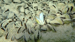Die aus dem Schwarzmeerraum eingewanderte Quaggamuschel breitet sich in österreichischen Gewässern zunehmend aus. (Bild: APA/H. BLATTERER)